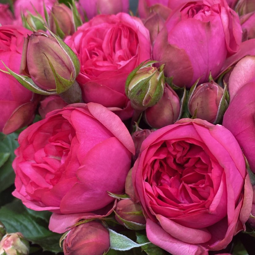 freilandrosenrosa